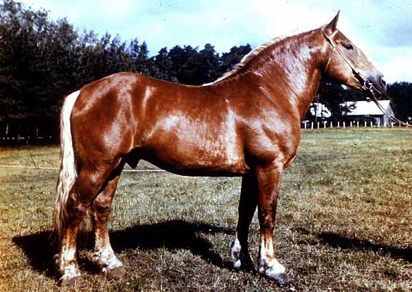 Cavallo Lituano