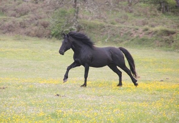 Cavallo Losina