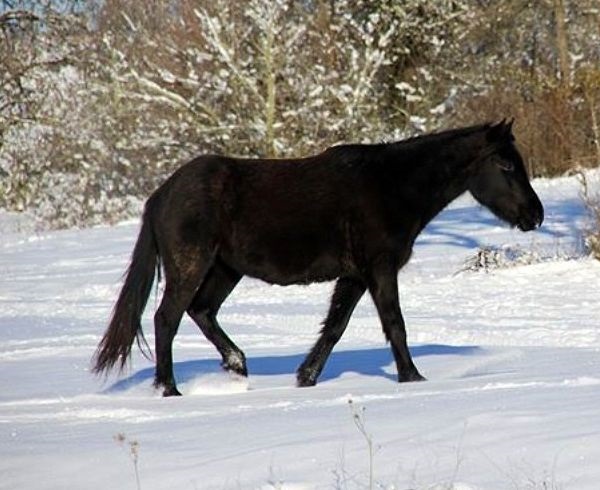 Cavallo Losina