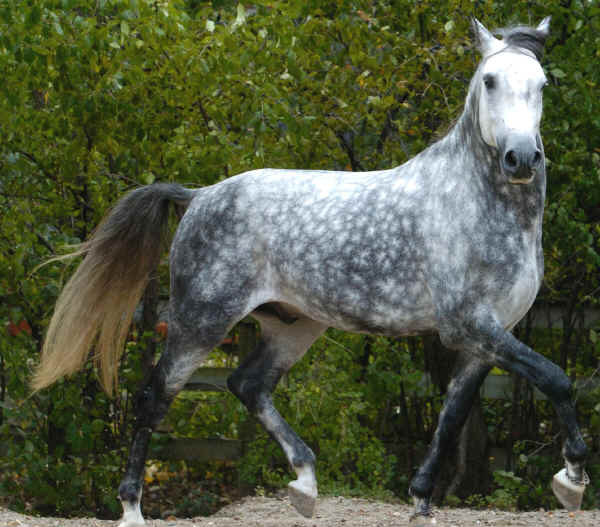 Cavallo Lusitano