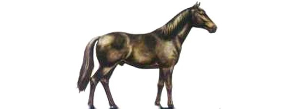 Manipur Pony
