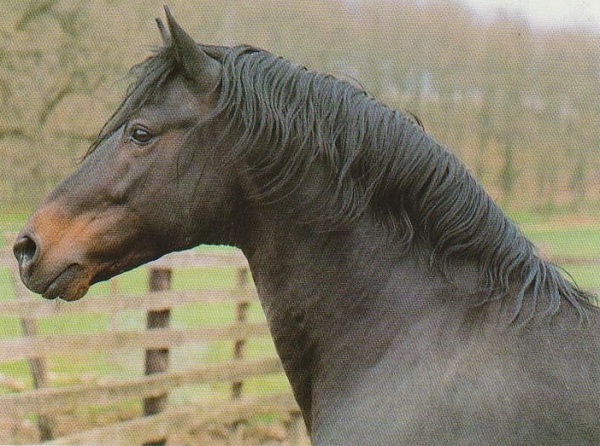 Cavallo Maremmano