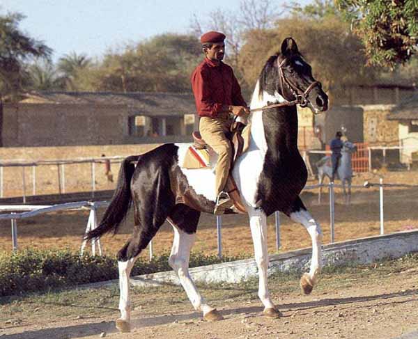 Marwari Pony