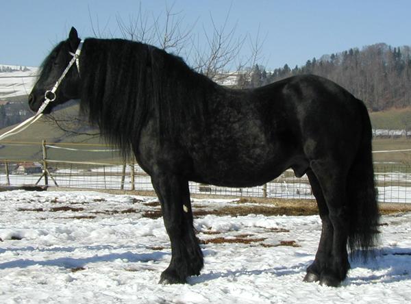 Cavallo Merens