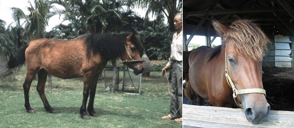 Taishu Pony