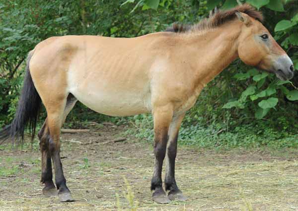 Mongolian Wild Horse