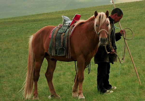 Pony Mongolo