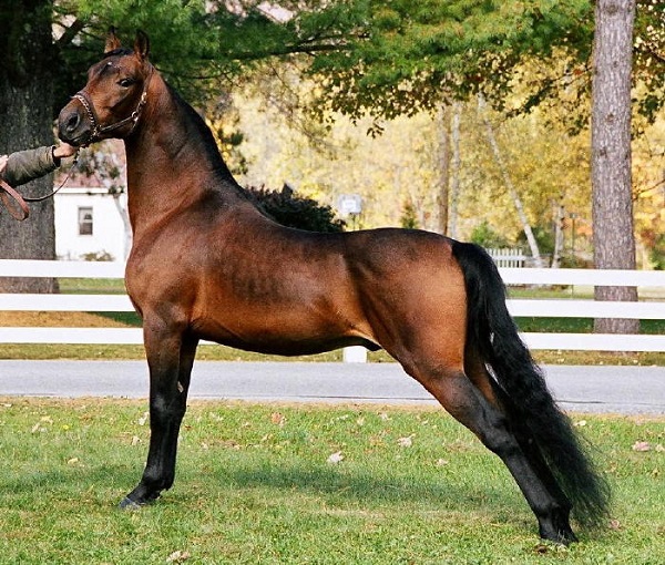 Morgan Horse