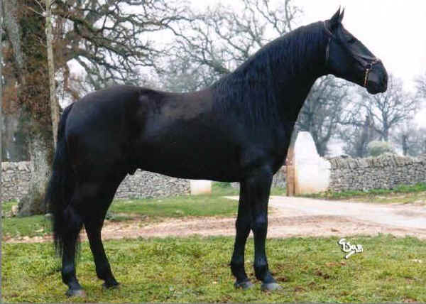 Cavallo Murgese