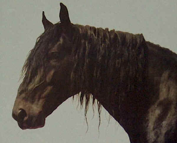 Cavallo Murgese