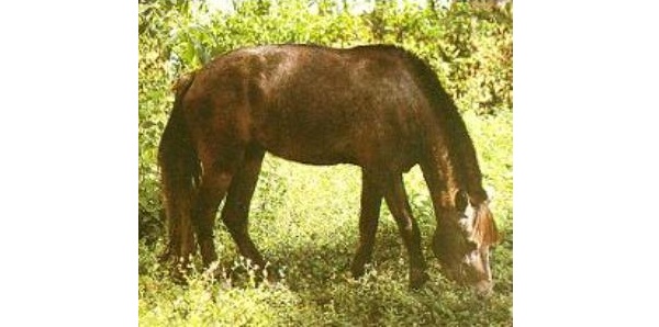 Nafan Pony o Tibetano Indigeno