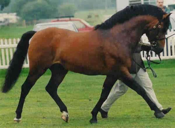 New Forest Pony