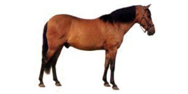 Nigeriano Pony