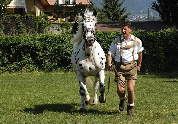 Cavallo Norico 