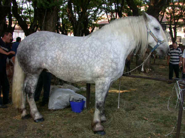 Cavallo Percheron