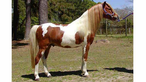 Pony Americano
