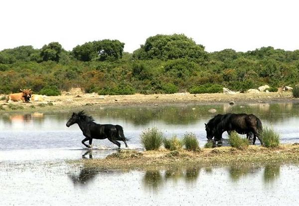 Pony della Giara