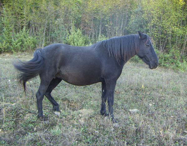 Cavallino di Monterufoli