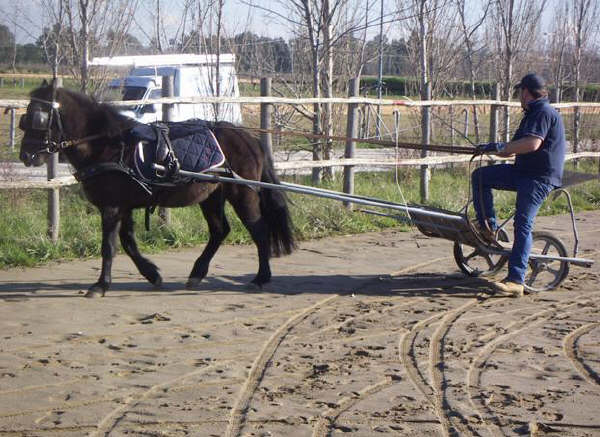 Cavallino di Monterufoli