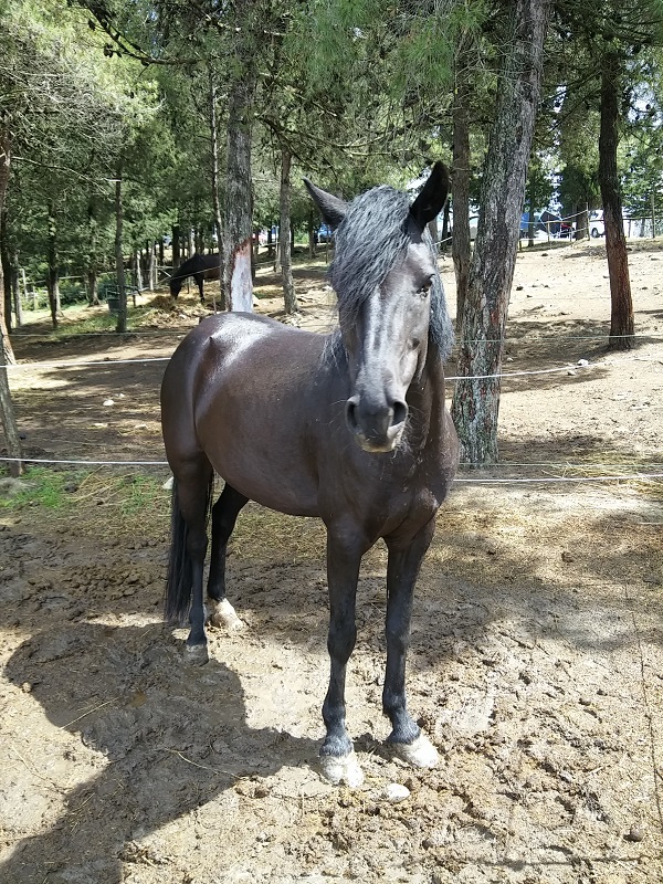 Cavallino di Monterufoli