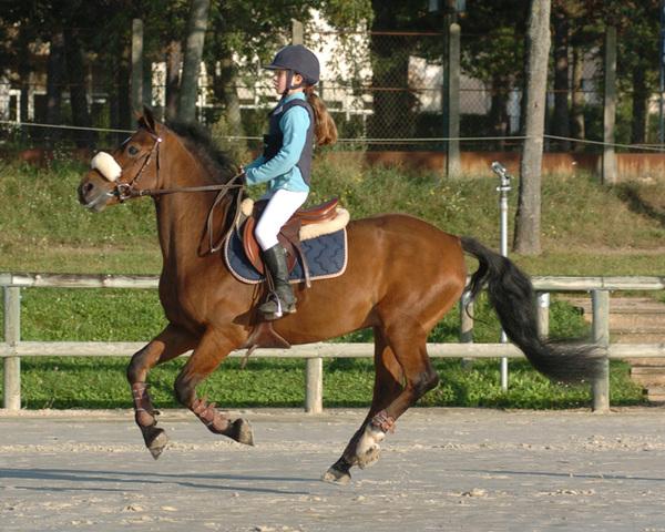 Pony Francese da Sella