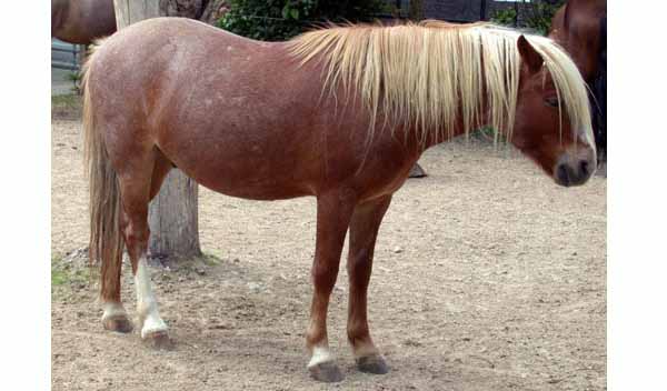 Pony Turco
