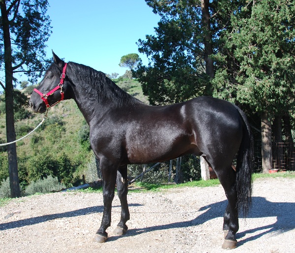 Cavallo Sanfratellano