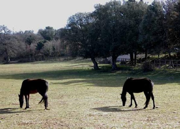 Cavalli del Sarcidano