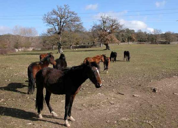 Cavalli del Sarcidano