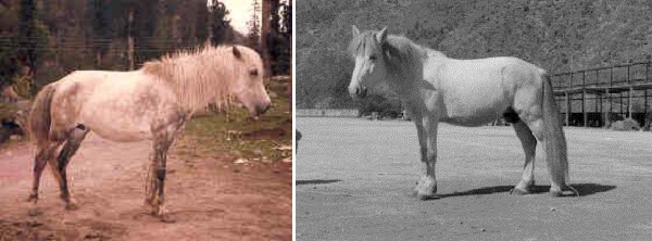 Spiti Pony