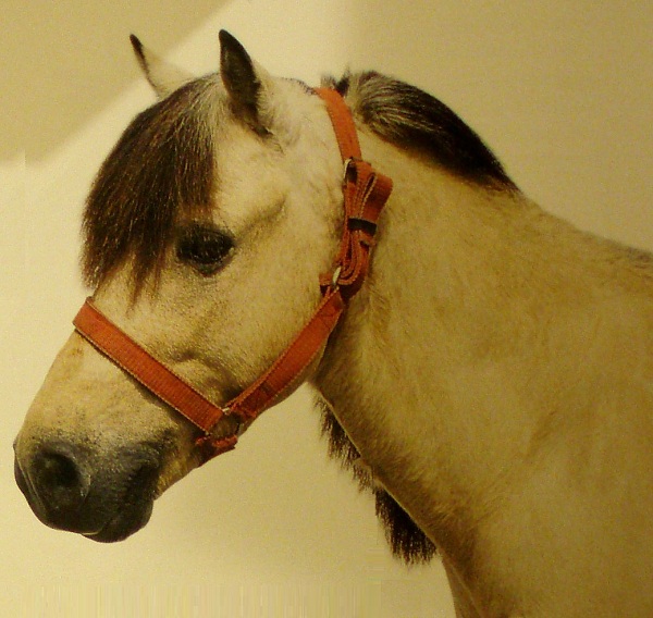 Sumbawa Pony