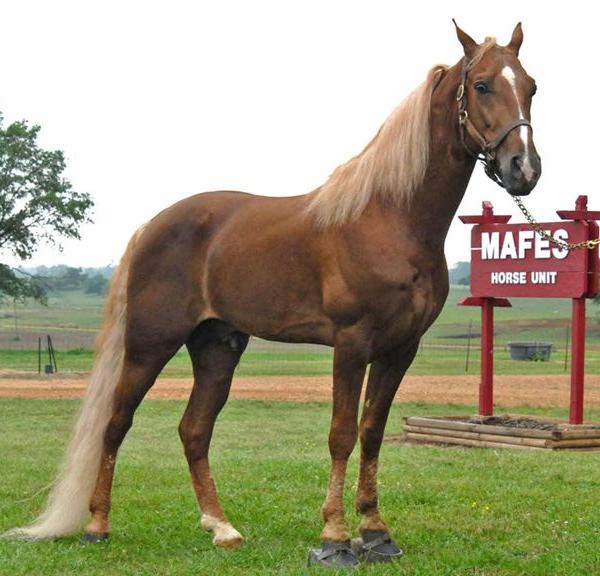 Tennessee Walking Horse