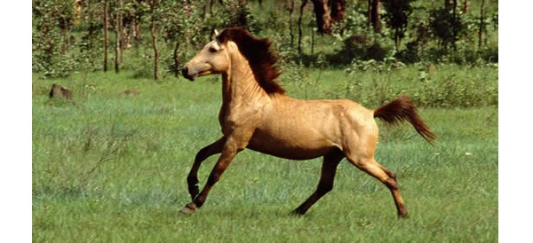 Timor Pony