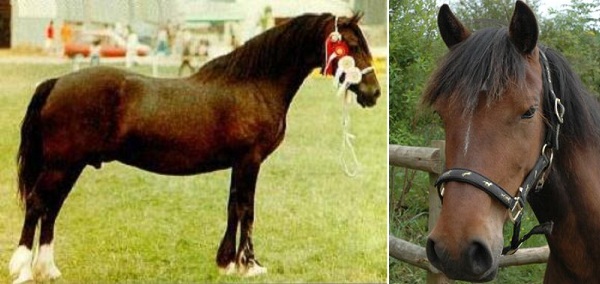 Welsh Cob