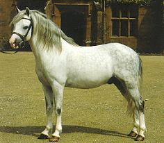 Welsh Pony