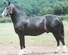 Welsh Pony tipo Cob