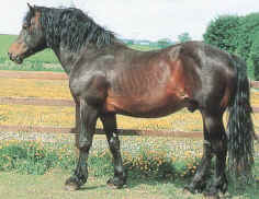 Welsh Mountain Pony