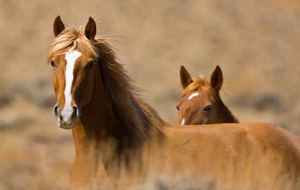 Cavallo Selvaggio del Wyoming