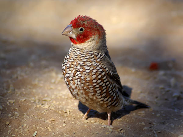 Amadina testa rossa