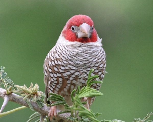 Amadina testa rossa