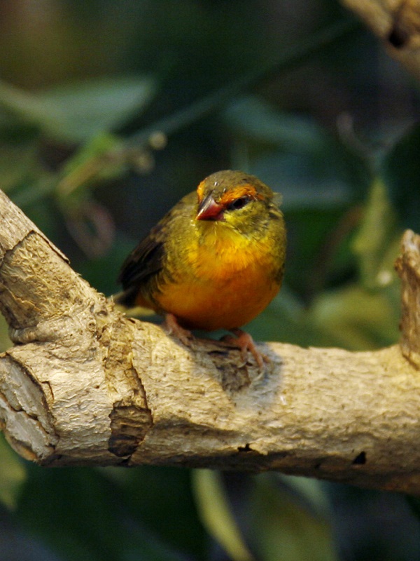 Bengalino pettodorato