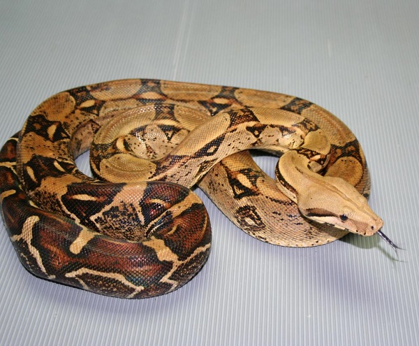 Boa constrictor