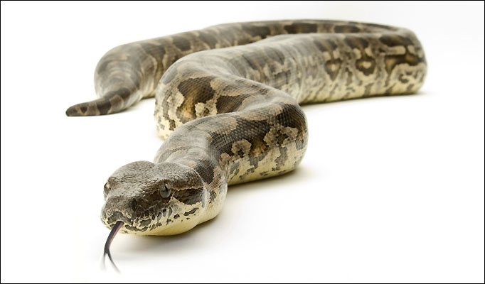 Boa constrictor