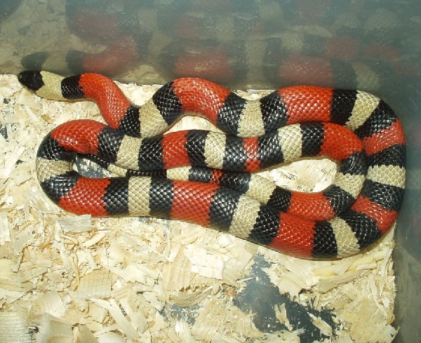 Lampropeltis triangulum blanchardi