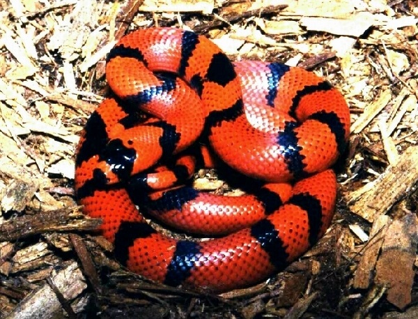 Lampropeltis triangulum hondurensis