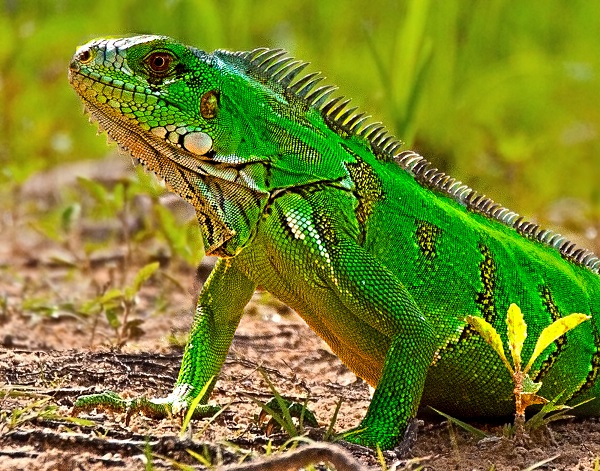 Iguana