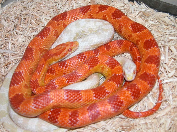 Serpente del grano