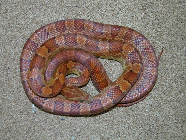 Serpente del grano