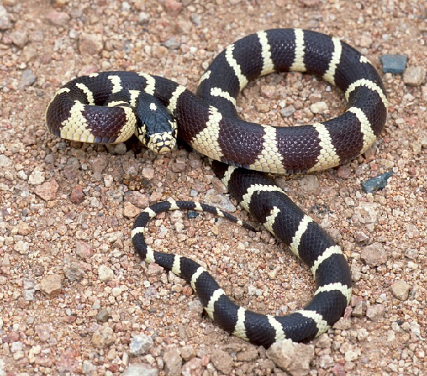 Serpente reale della California