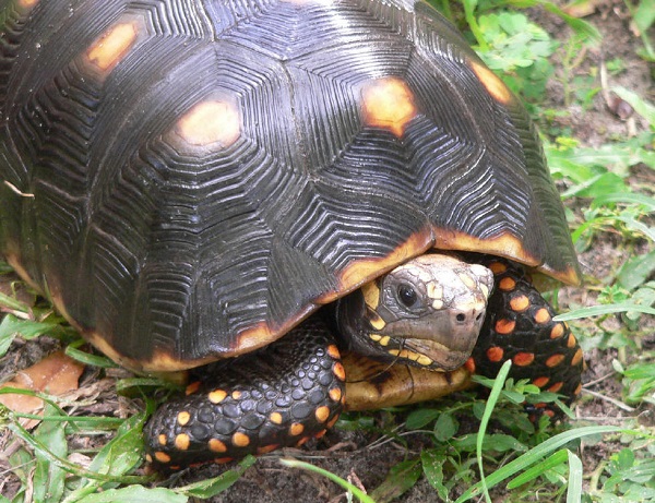 Testuggine carbonaria